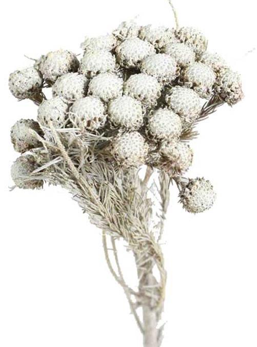 Brunia Albiflora white washed
