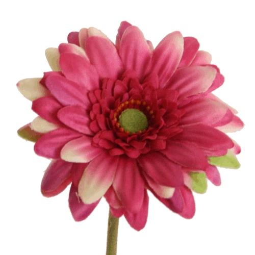 Gerbera Mini D7cm H47cm beauty