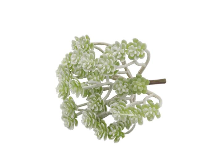 Echeverie 15cm weiß-grün Echeverie 15cm weiß-grün