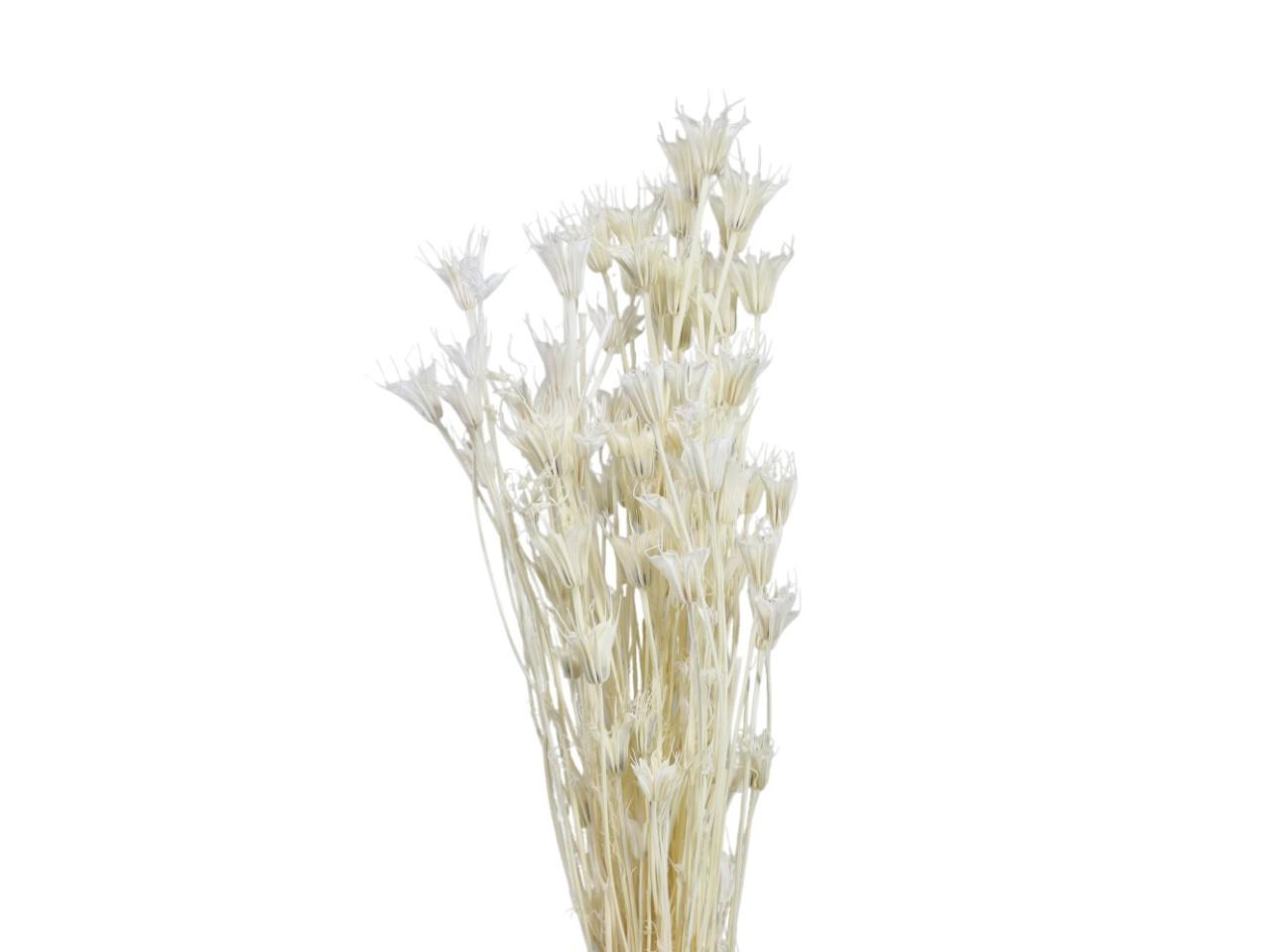 Nigella Orinenthalis 100gr. weiß