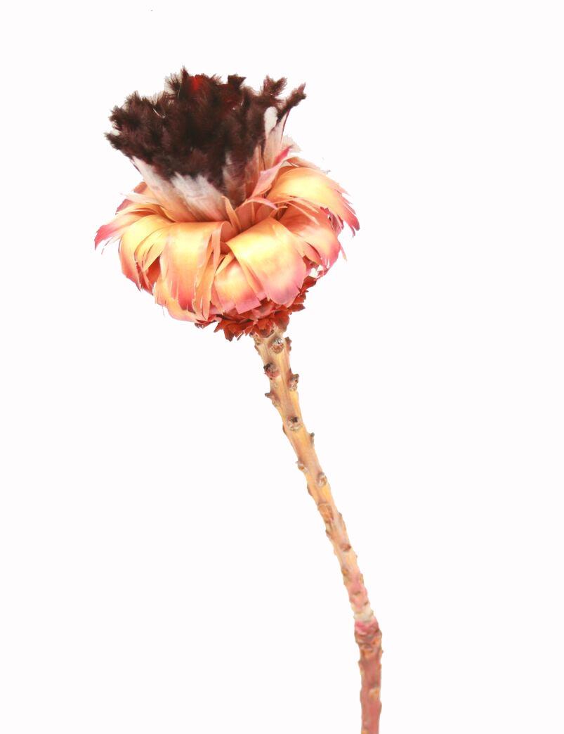 Protea Nerifolia mini soft pink natur