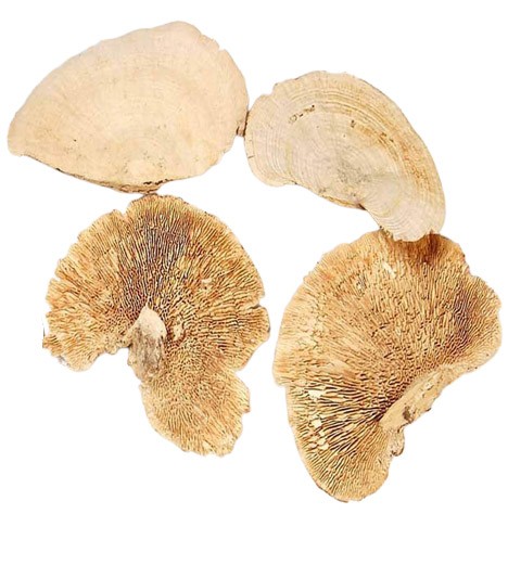 Baumschwamm 2 kg gebleicht