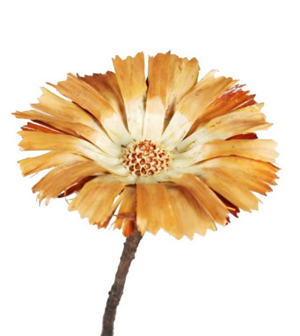Protea geschnitten mittel D8-9L20-25cm natur cream