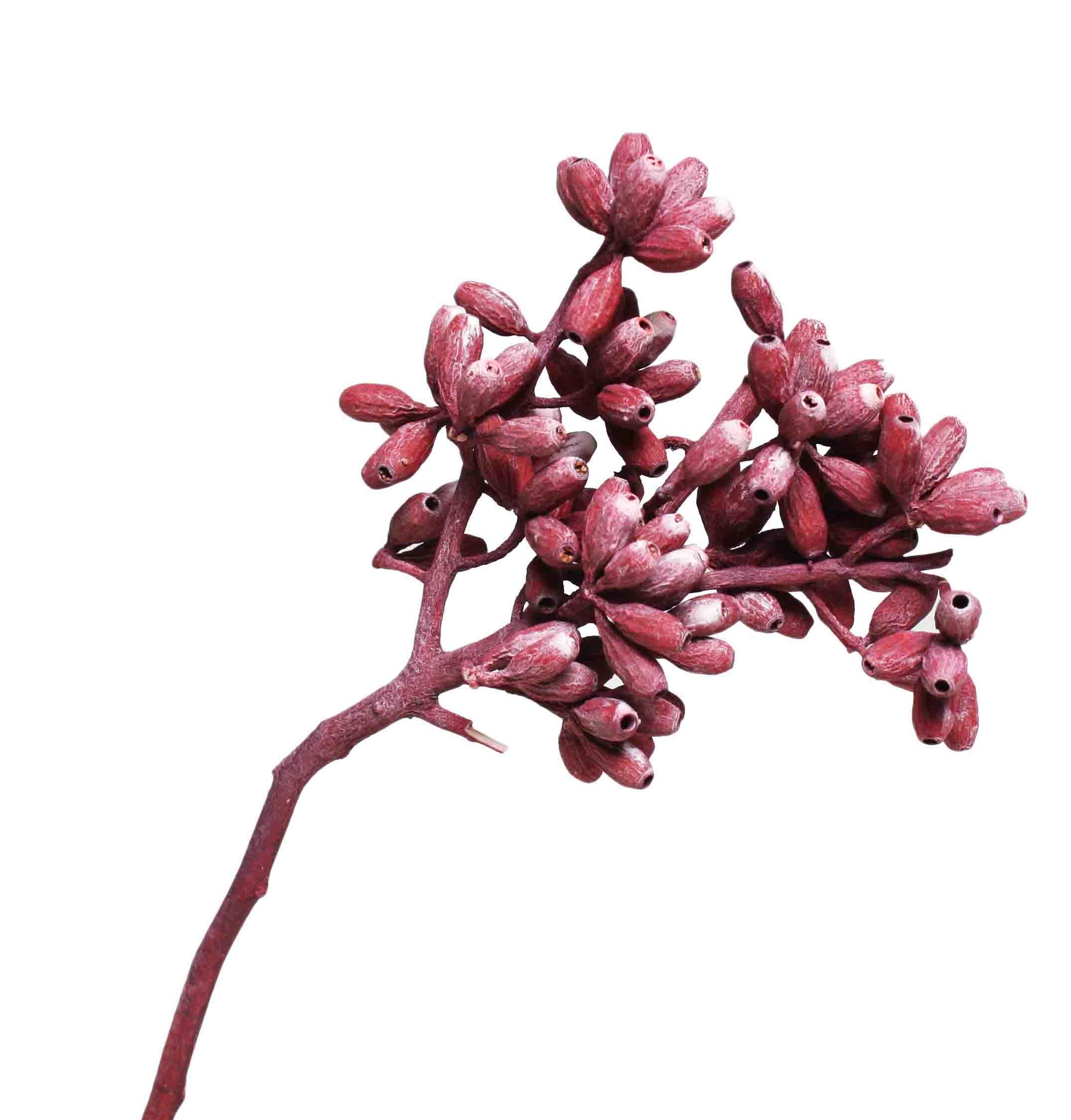 Eucalyptus Cluster Zweig rot frosted Eucalyptus Cluster Zweig rot frosted