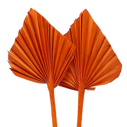 Palmspeer B10 H15 L50cm orange