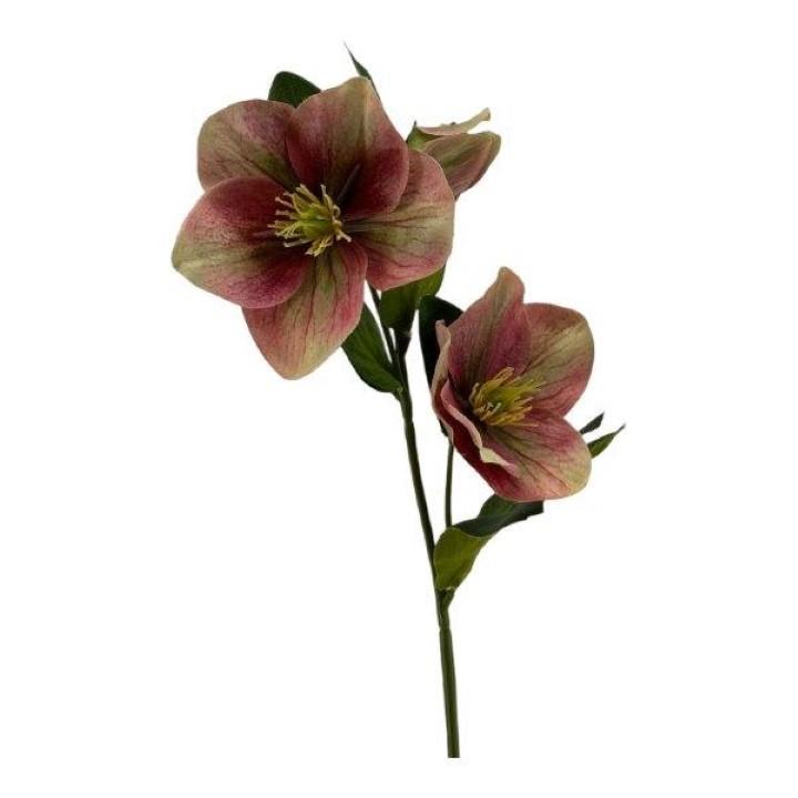 Christrose 2Blüten + 1 Knospe mauve L35cm Christrose 2Blüten + 1 Knospe mauve L35cm