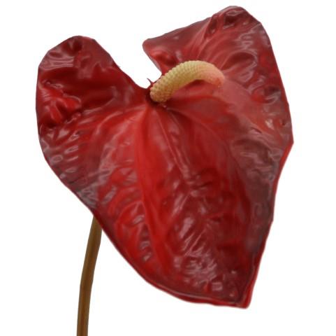Anthurie 65cm rot