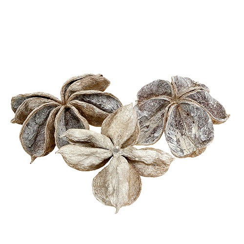 Landlotus white washed