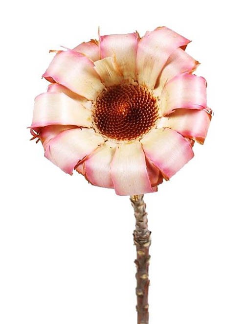 Protea gelockt D6-7H2L20-25cm pink