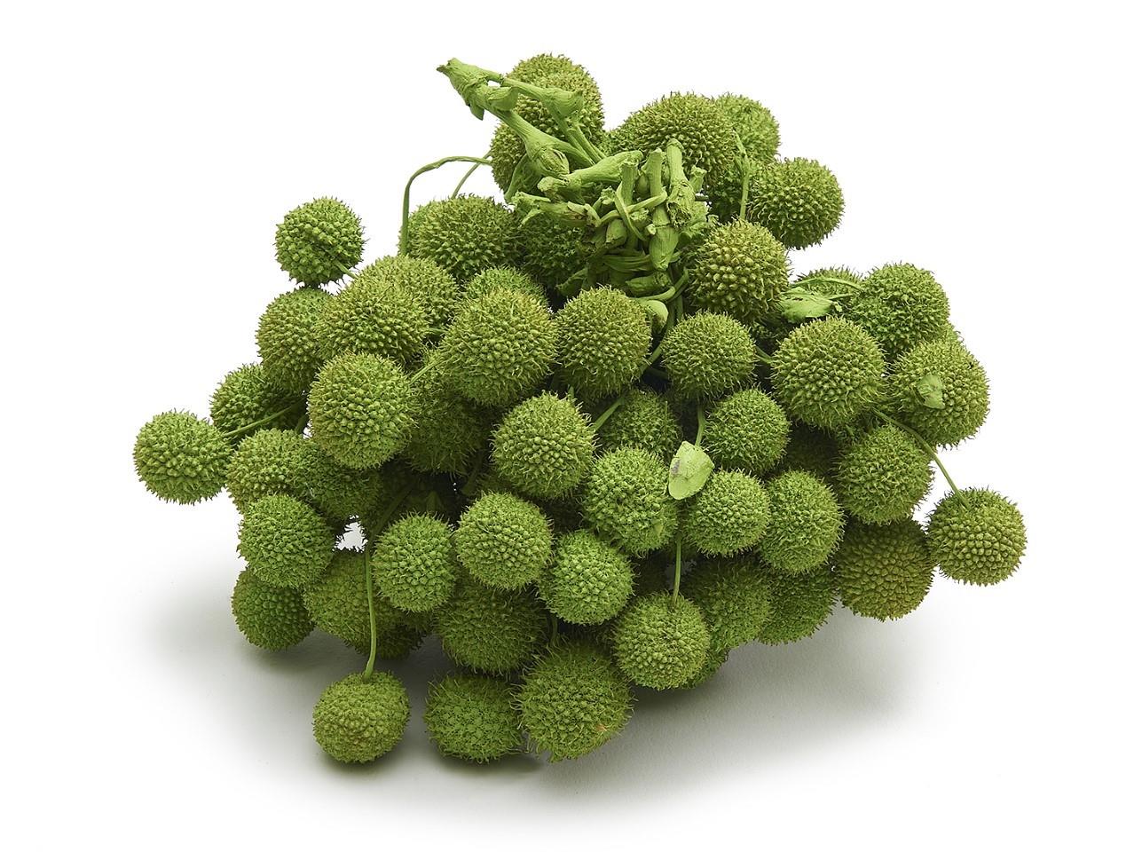 Platanenfrüchte apfelgrün 250gr.