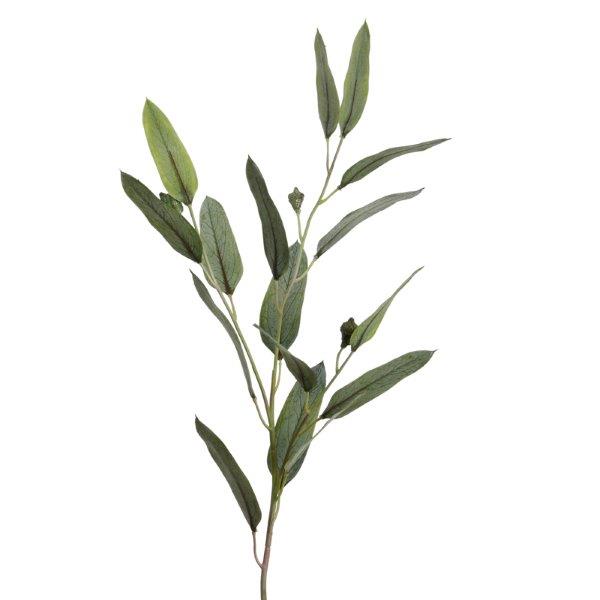 Eucalyptus, Blatt & Grün