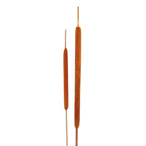 Schilfkolben D0,8-1,3H20-25cmL50cm orange
