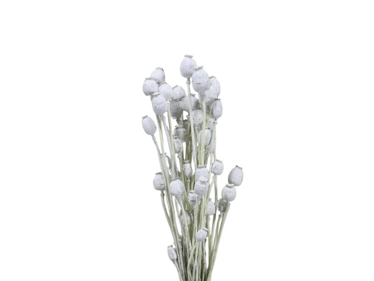 Mohnköpfe D3,5-4,5cm whitewashed