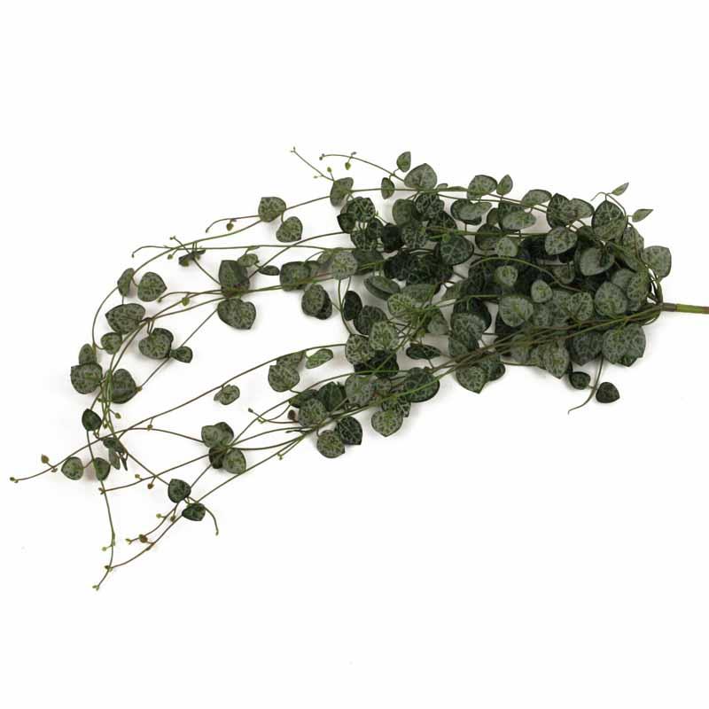 Begonienbusch 70cm grau-grün
