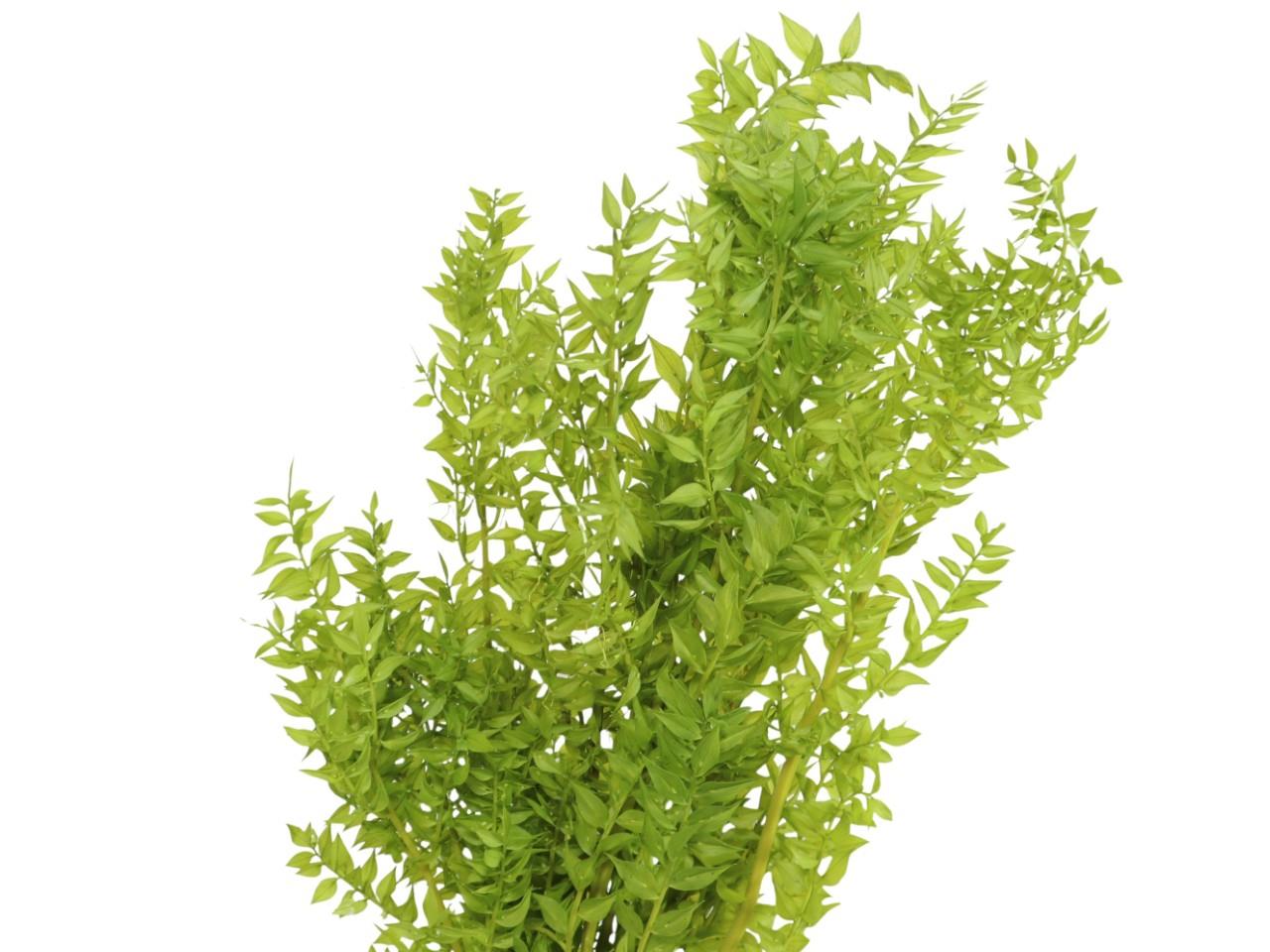Ruskus 400gr. limette 121/P