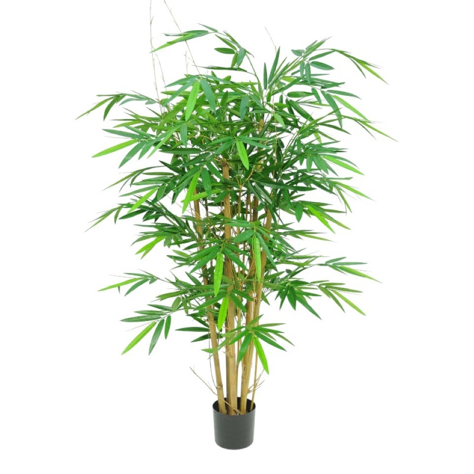 Topfpflanze Bambus m. Naturstamm H150cm grün