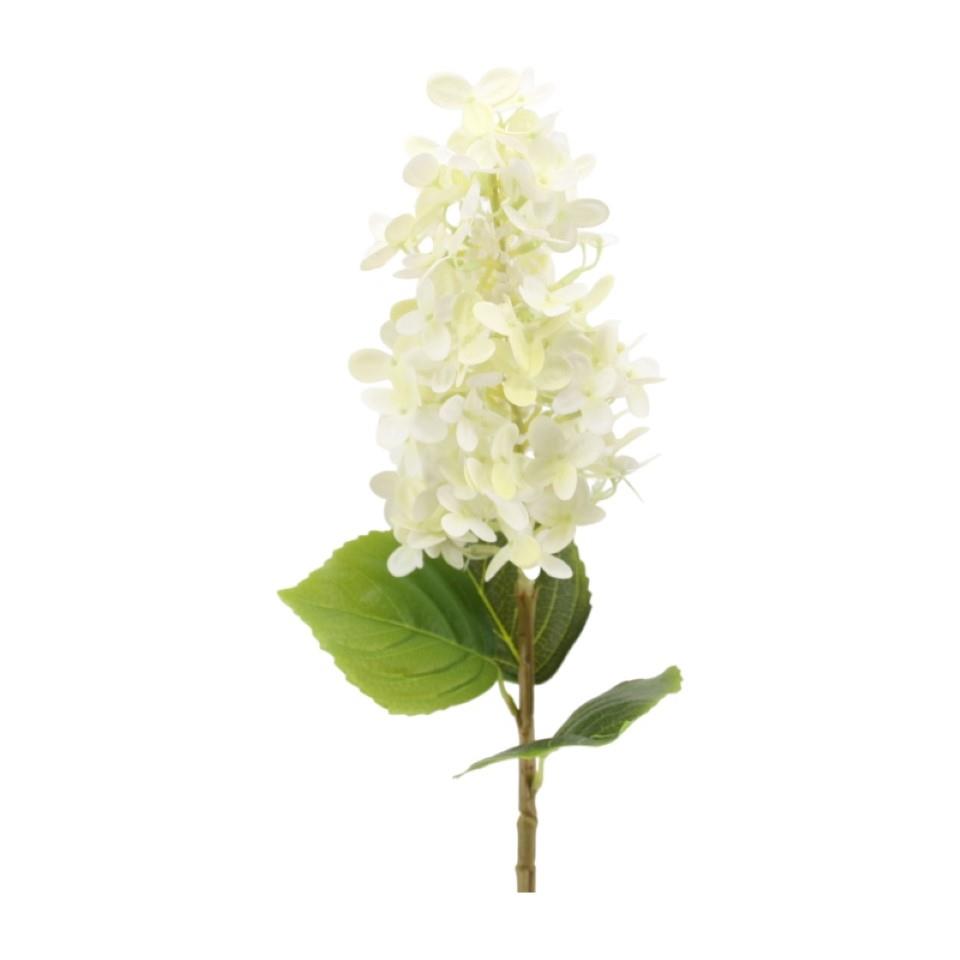 Rispenhortensie 60 cm cream Rispenhortensie 60 cm cream
