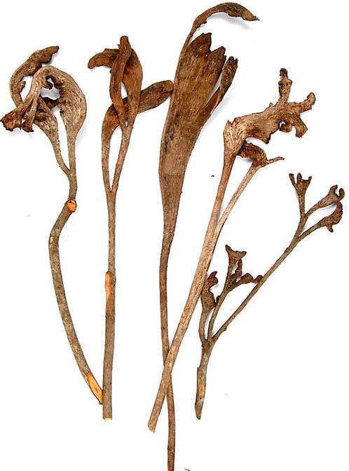 Geweihholz L40-70cm natur lackiert