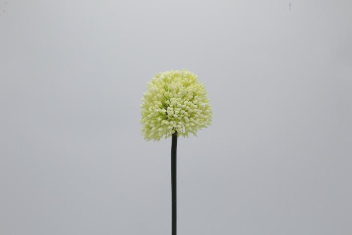 Allium 65cm cream-grün