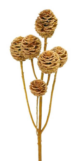 Strictum 5+ Zapfen cream Original