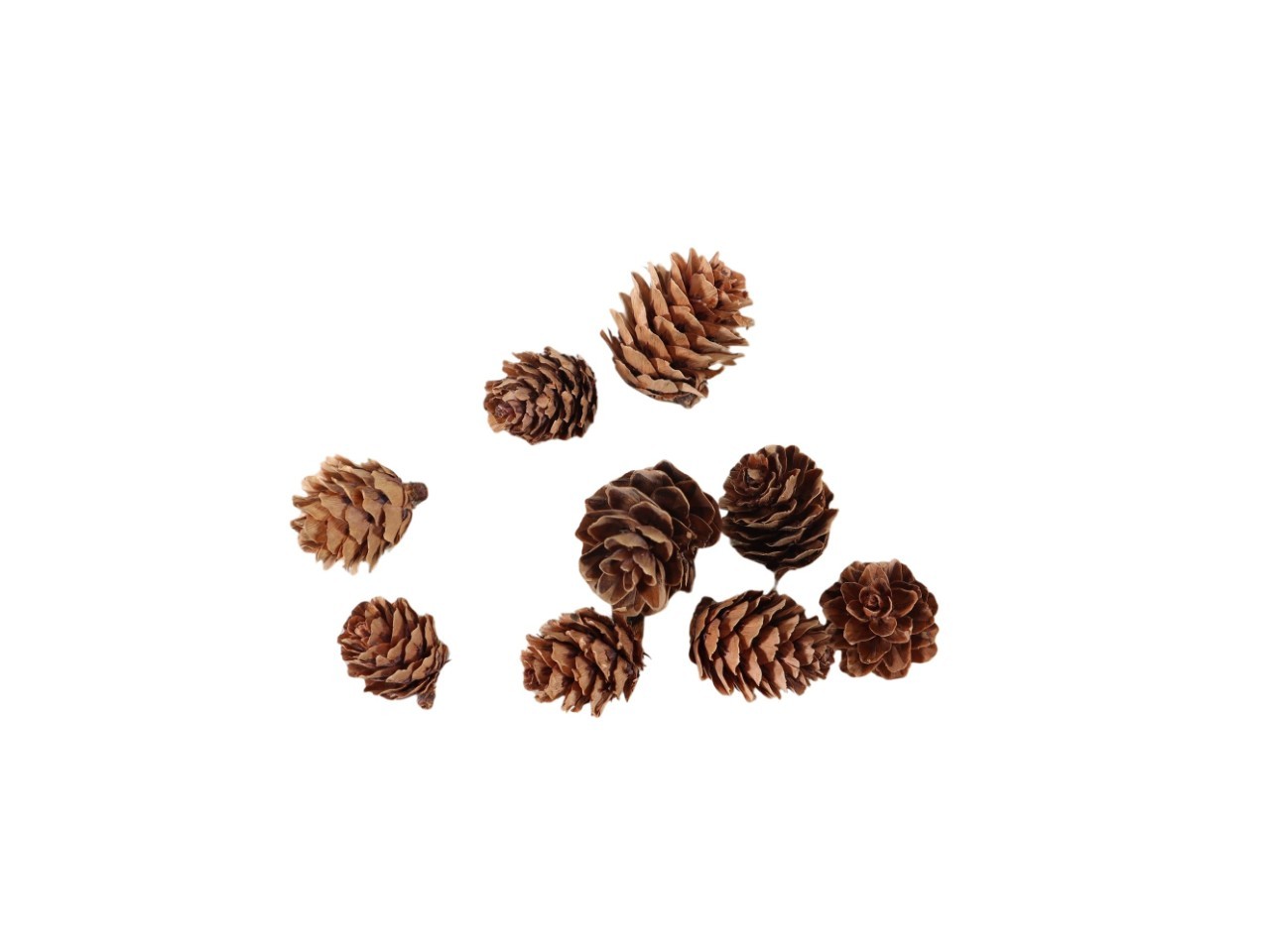 Kiefernzapfen natur ca. 3cm im Netz 
300g