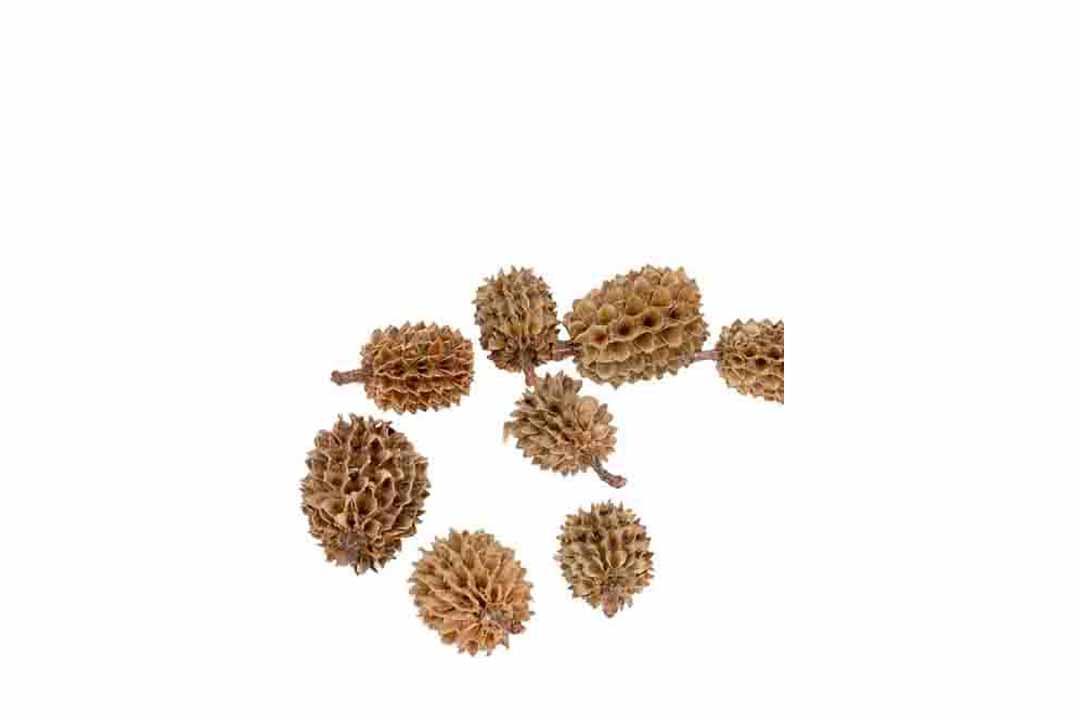 Zapfen Casuarina D1H2cm ca. 330 Stück 1kg natur