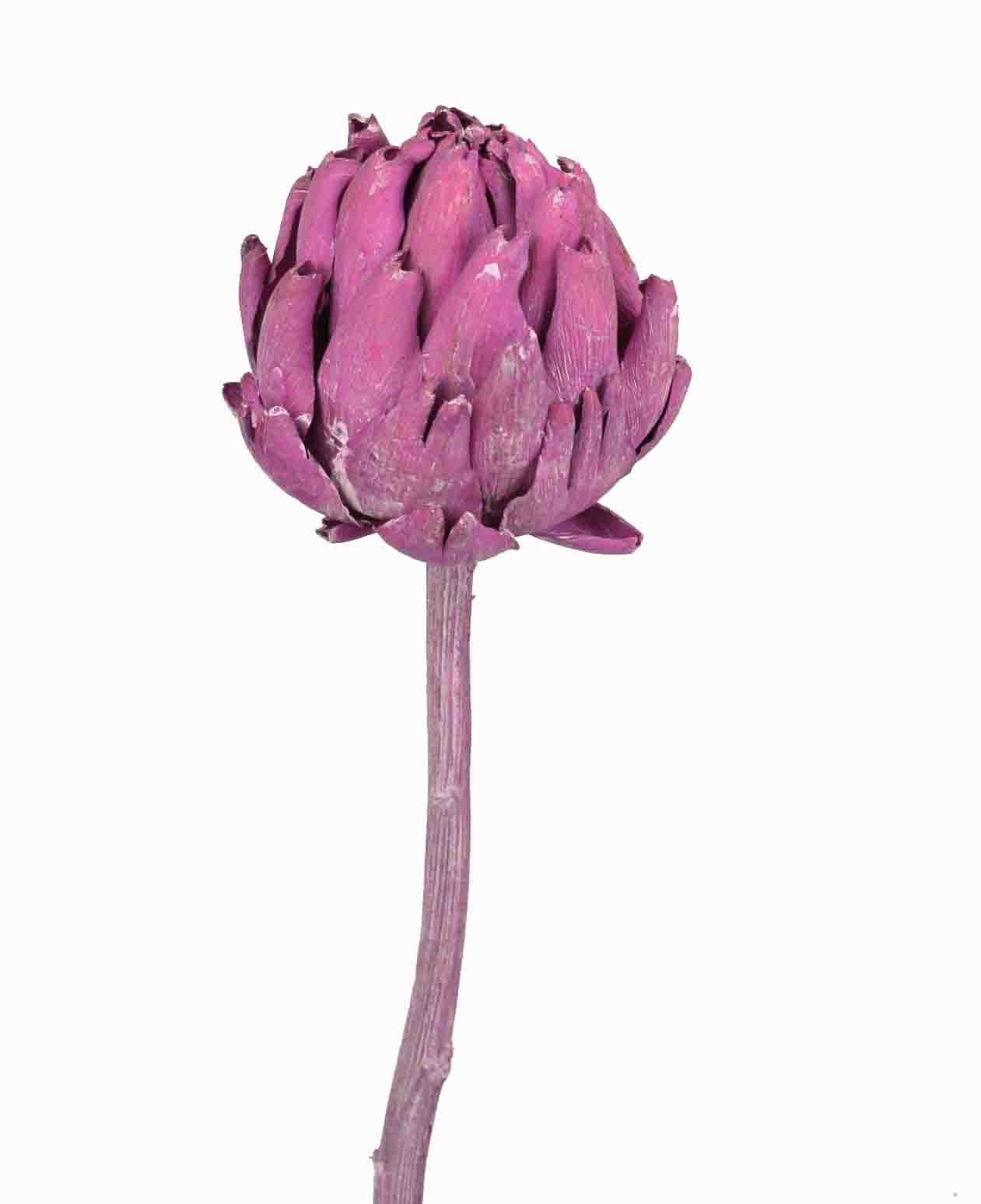 Artischocke brombeer frosted