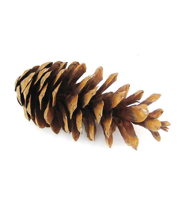 Zapfen Pinus Peuce 5 kg Zapfen Pinus Peuce 5 kg