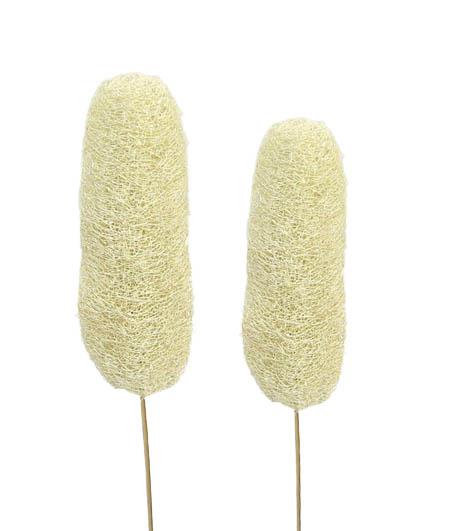 Luffa D4-6 H10-15cm gestielt gebleicht