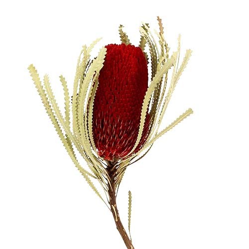Banksia Hookerana D7-8 H12 L30cm rot