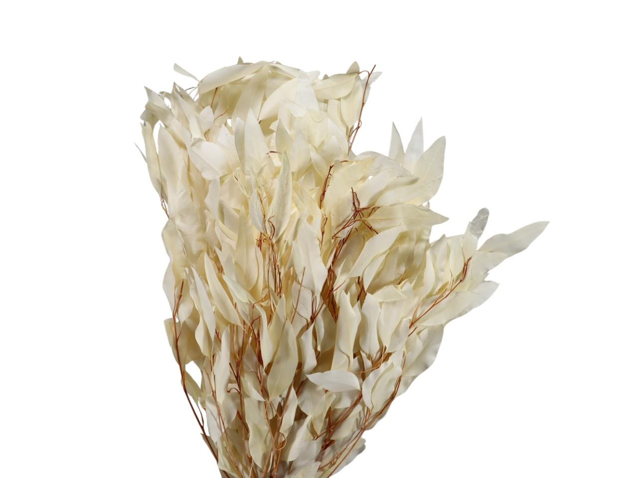 Eucalyptus Pendula ca. 50cm präpariert 250gr. gebleicht