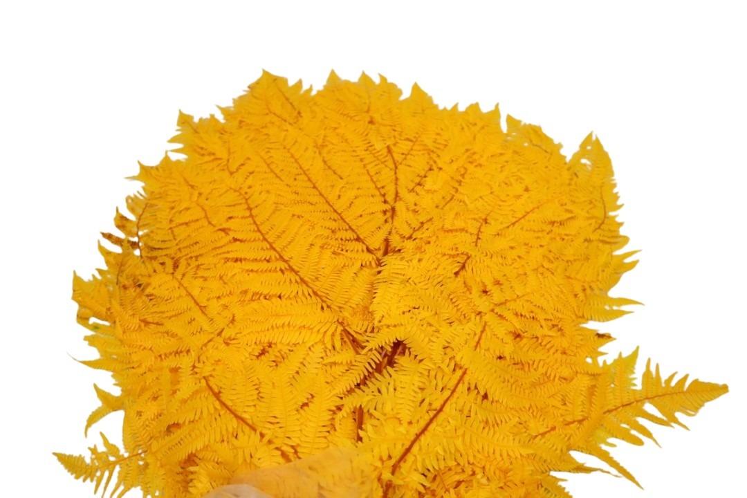 Bracken Farn goldgelb03 Bracken Farn goldgelb03