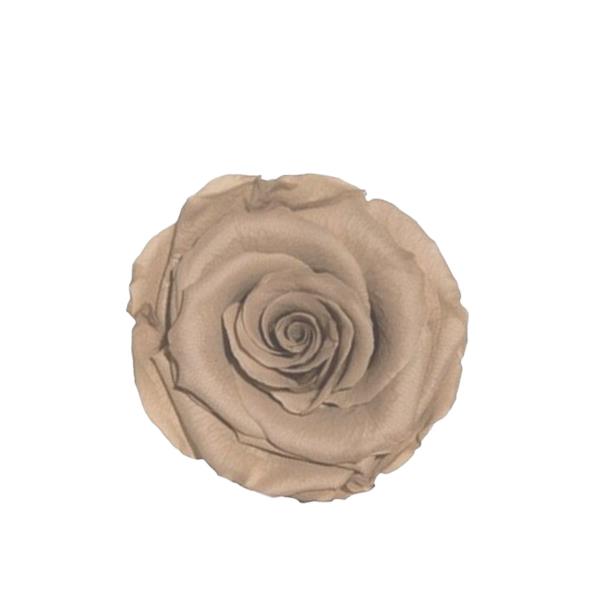 Rose "Extra" stabilisiert chocolate Haselnuss NETTO Rose "Extra" stabilisiert chocolate Haselnuss NETTO