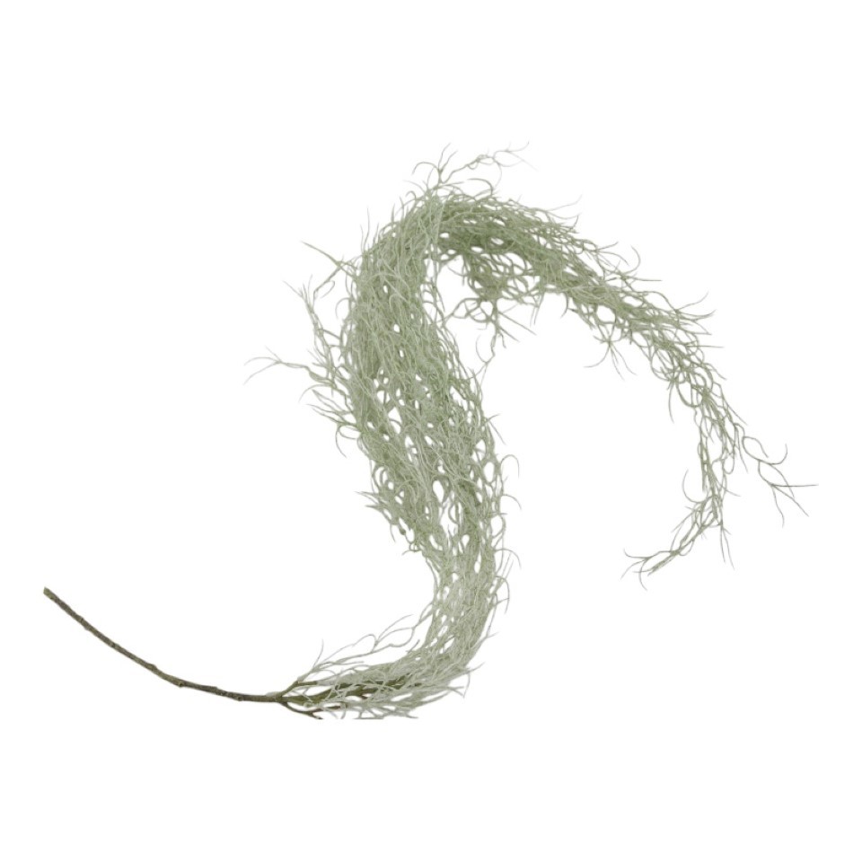 Tillandsie grau L125cm