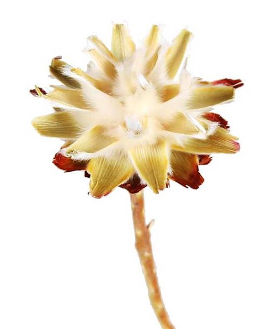 Leucospernum x1D5-6L35-40cm cream Original