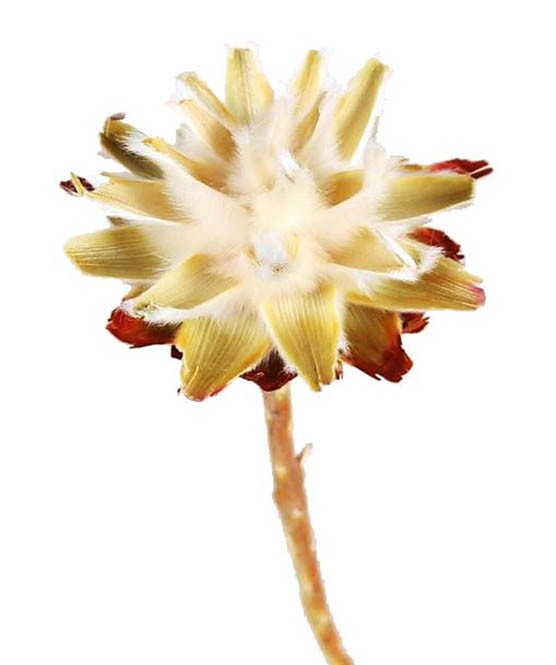 Leucospernum x1 cream 100 Stück