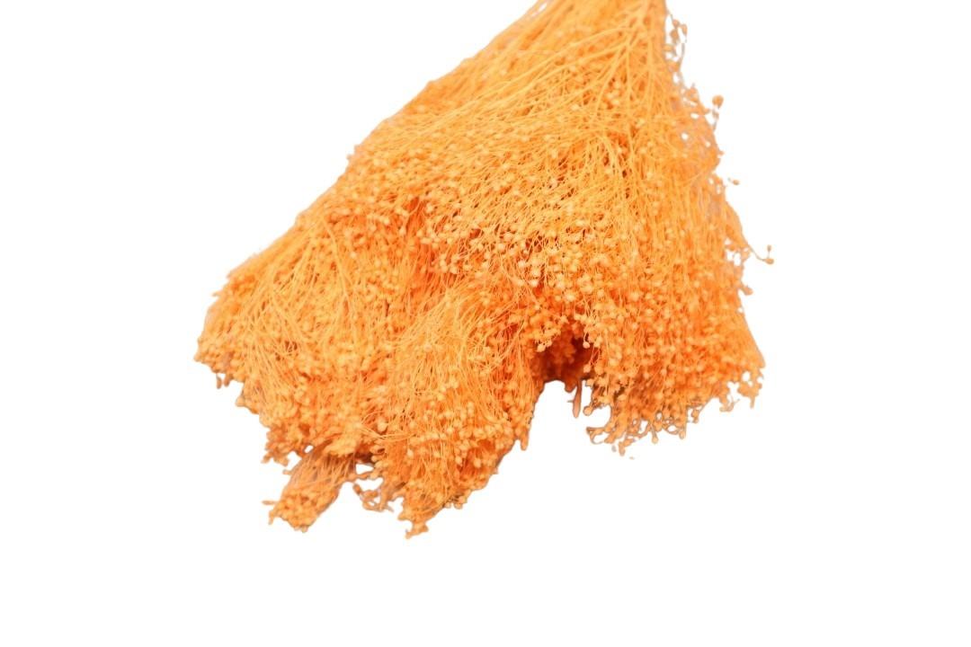 Broom Blooms melone 150gr. Broom Blooms melone 150gr.