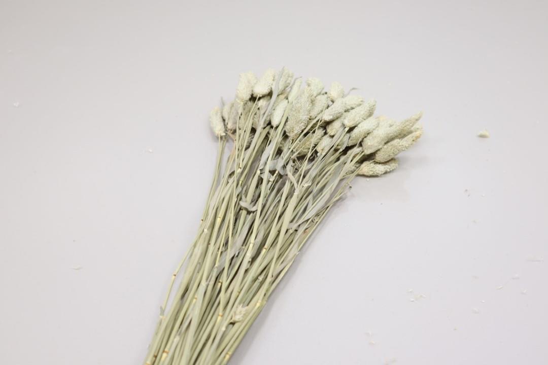 Phalaris natural 100gr. SP
