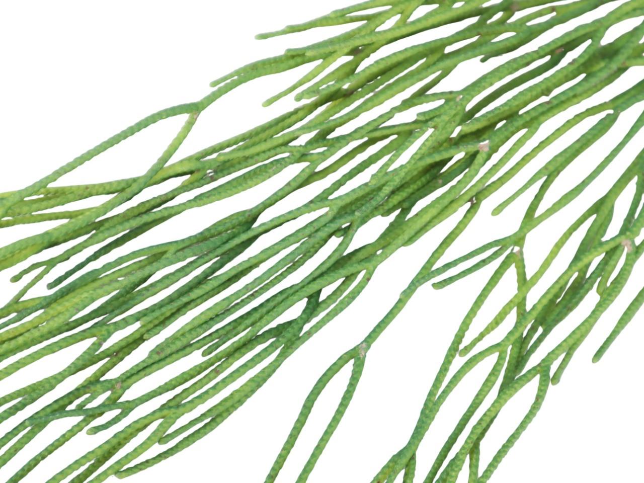 Kaktuspflanze hängend grün L72cm