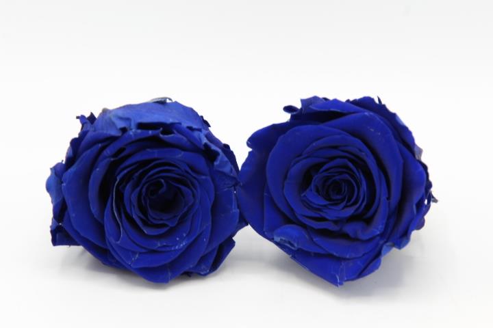 Rose stabilisiert Dark Blue NETTO