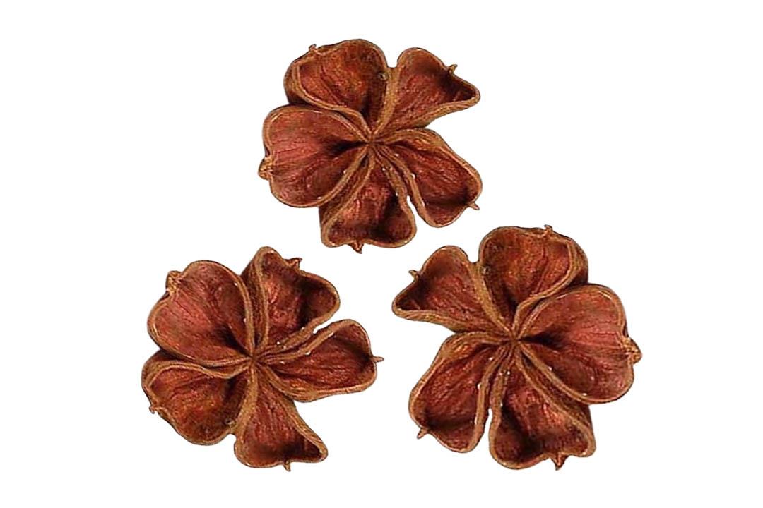 Landlotus natur