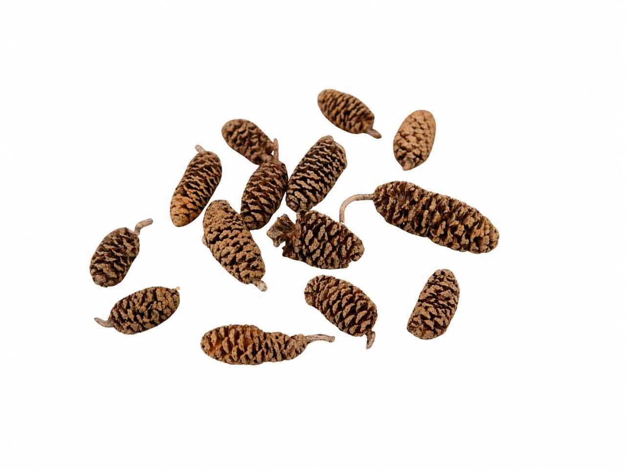 Zapfen Birke L3-4cm kg natur