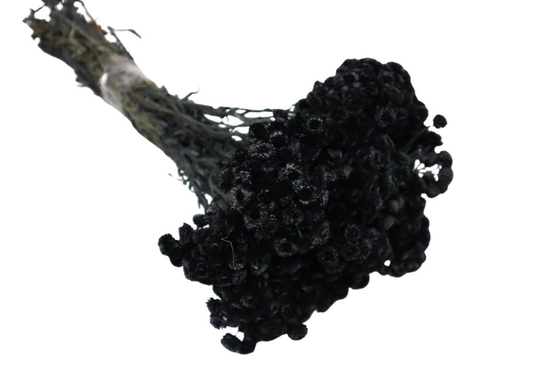 Immortellen schwarz69 50gr.