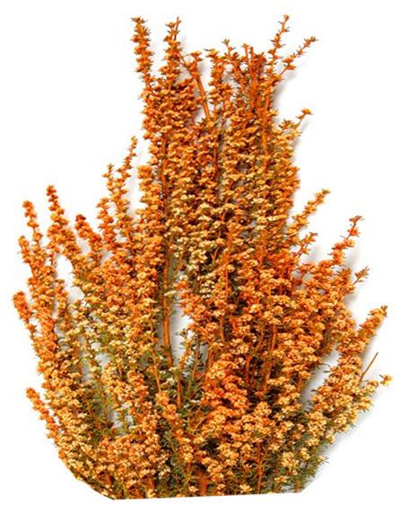 Ti Tree White orange Fensterkarton groß NETTO