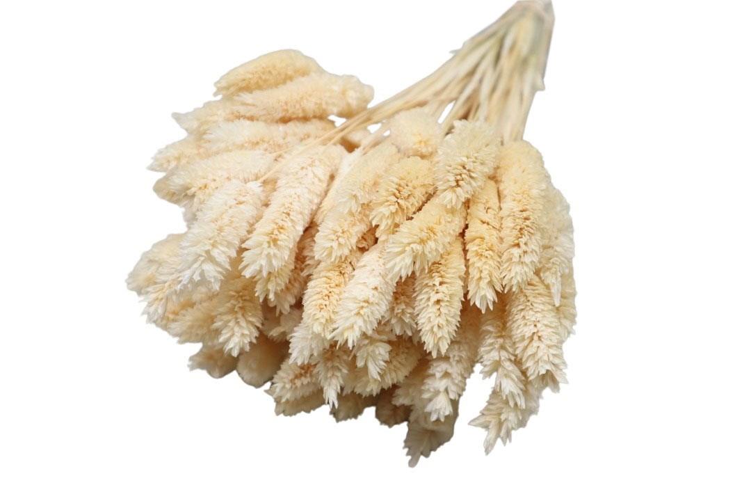 Poa Phalaris weiß 01 100gr.