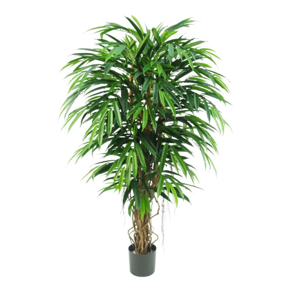 Topfpflanze Longifolia Deluxe m. Naturstamm H150cm grün