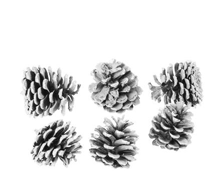 Zapfen Pinus Mugo white washed 1kg