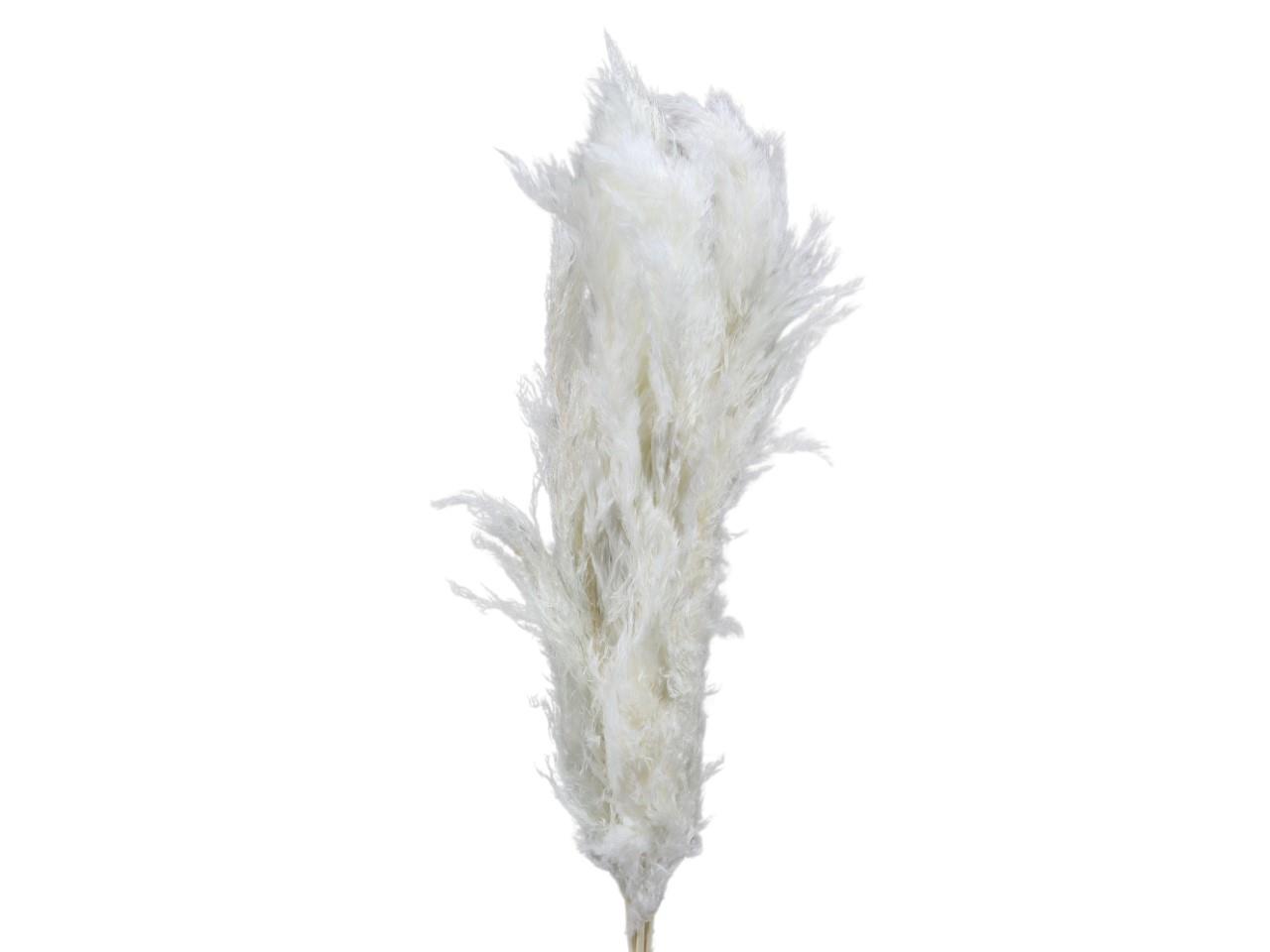 Pampas ohne Stiel weiß 01 Pampas ohne Stiel weiß 01