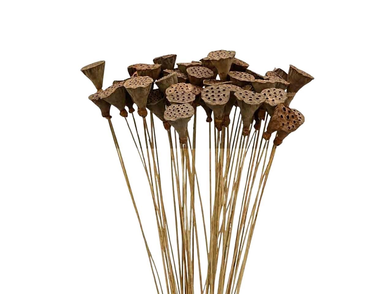 Lotos natur D8-10cm 30cm Bambus Stiel