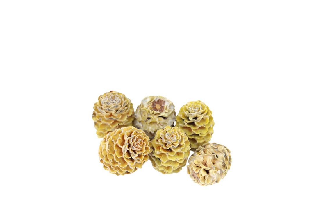 Zapfen Meridianum creme/natur 1kg